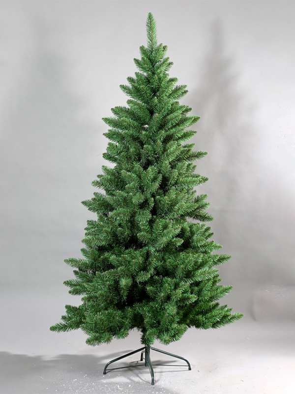 Cây thông Noel thông thường 9A3A8692