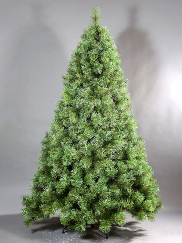 Cây thông Noel thông thường 9A3A8699