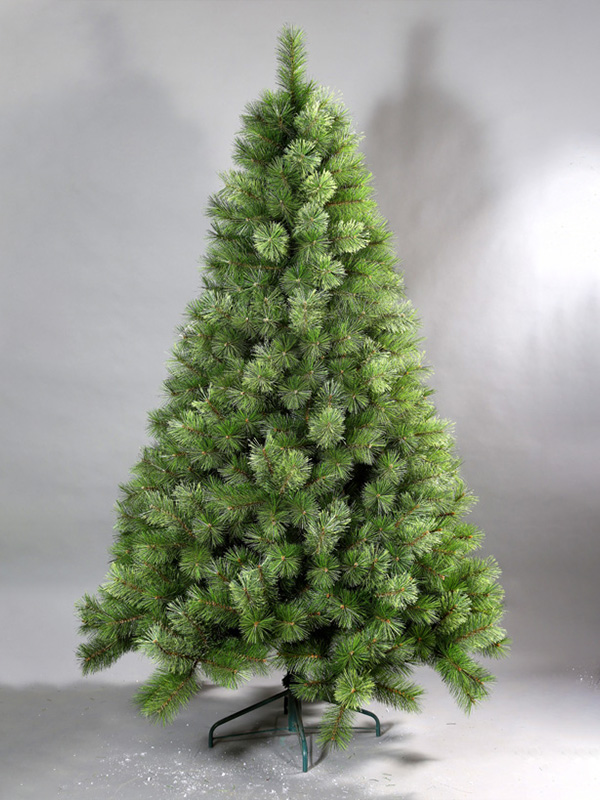 Cây thông Noel thông thường 9A3A8715
