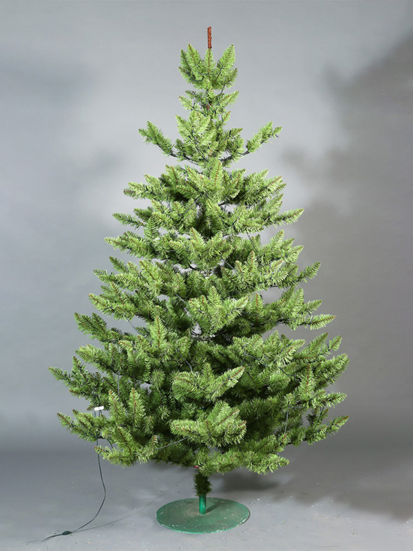 Cây thông Noel thông thường 9A3A8865